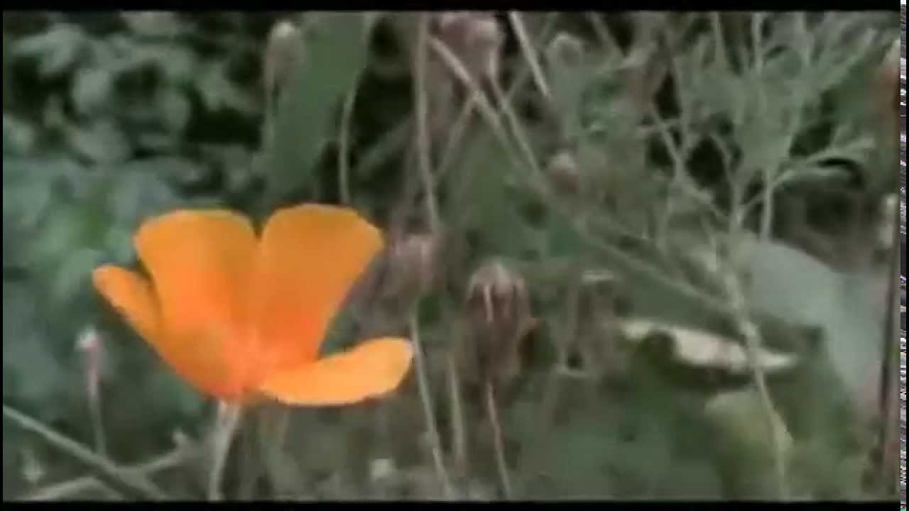 descargar la escafandra y la mariposa español latino mega