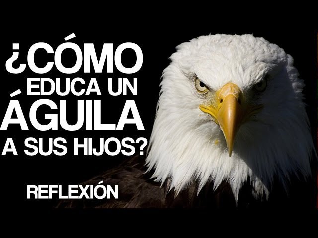 reflexion el consejo del aguila escrita