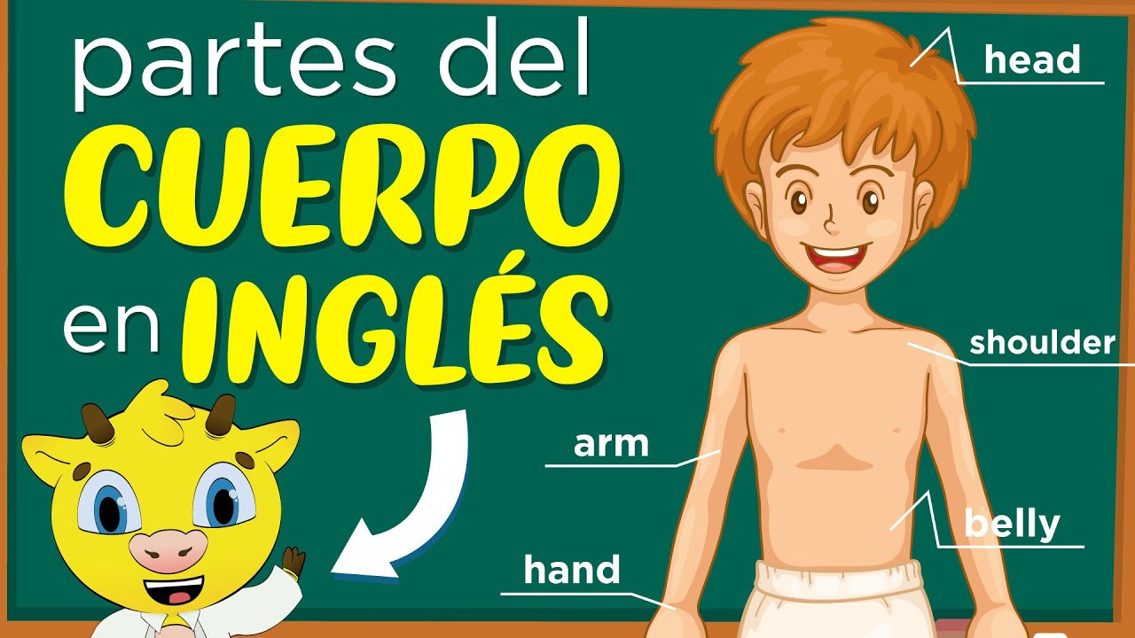 10 oraciones del cuerpo humano en inglés