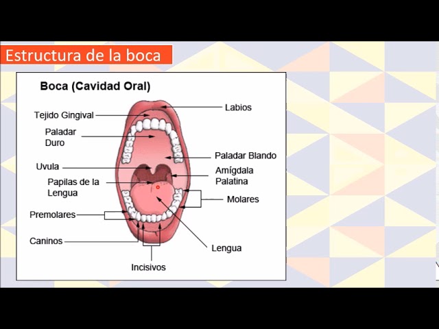 funcion de la boca y dientes