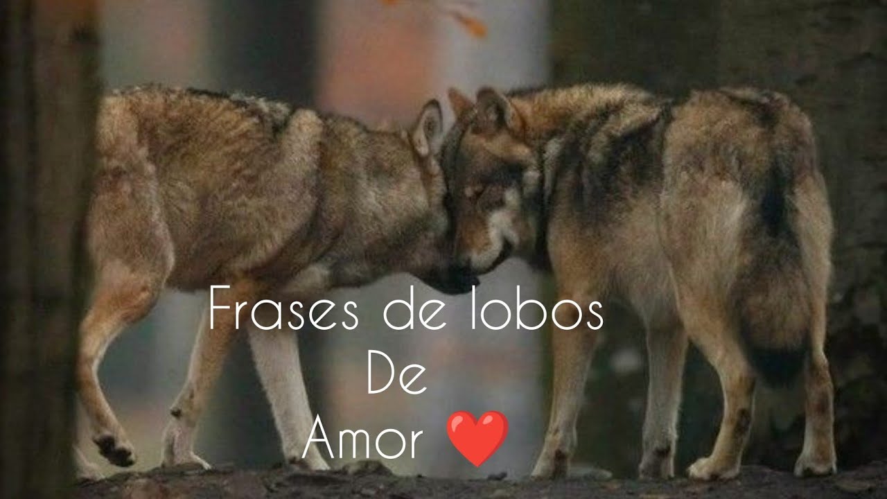 imágenes de lobos con frases de amor