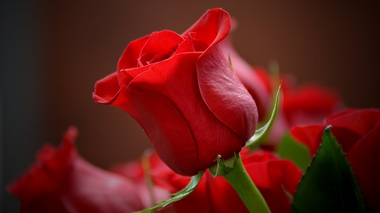 poemas de amor para una rosa