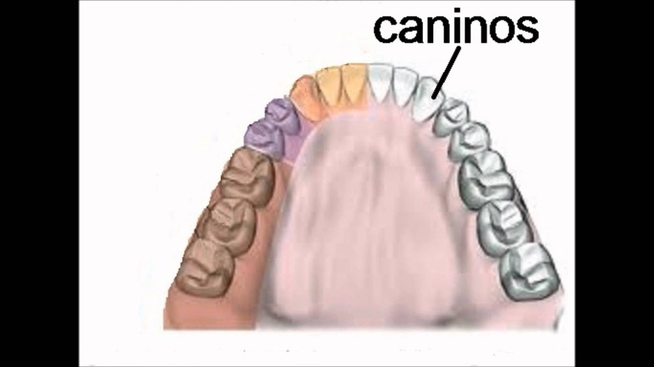 tipos de dientes y sus funciones