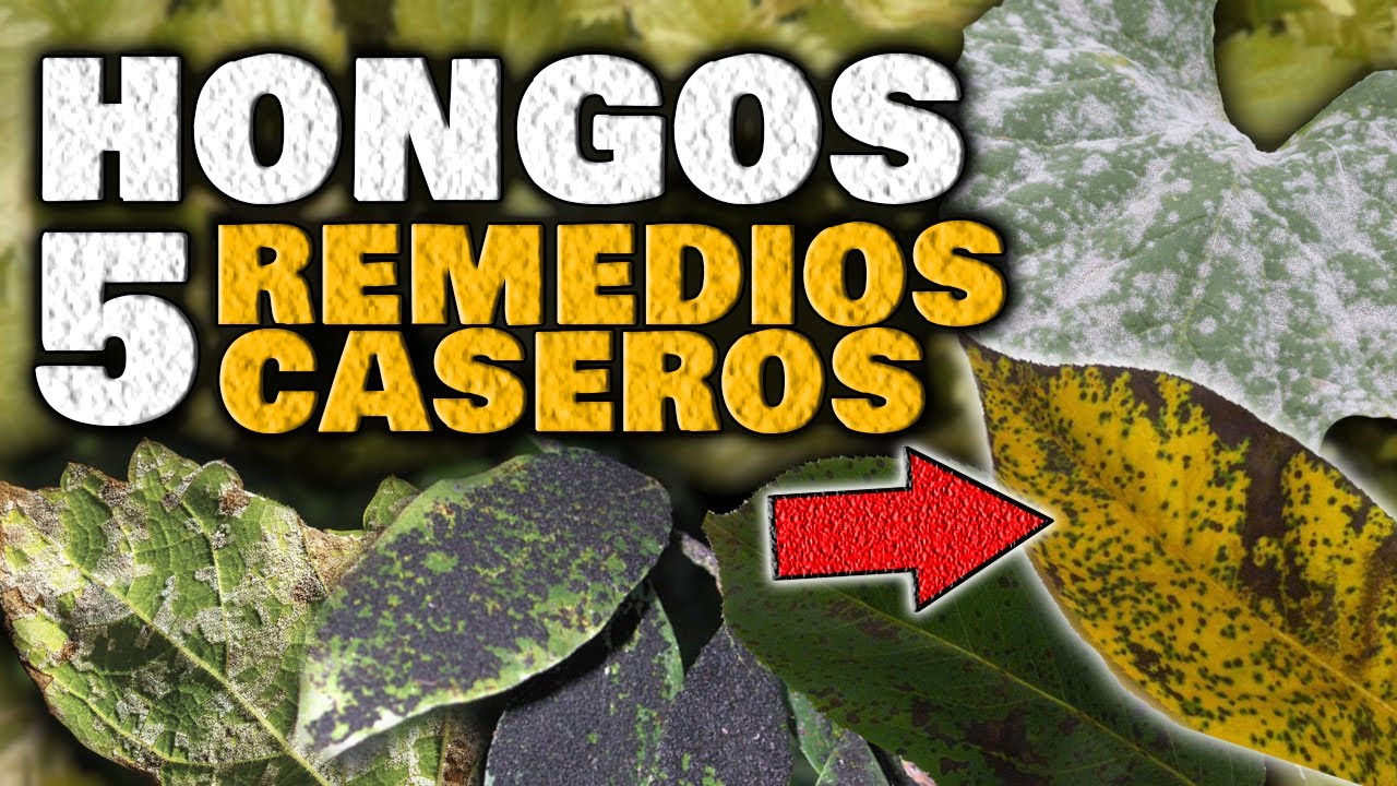 tipos de hongos en las plantas